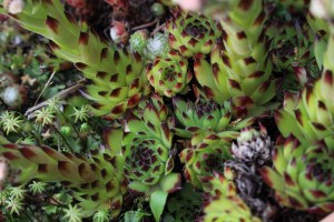 sempervivum tectorum (2) (1200 x 800).jpg_product